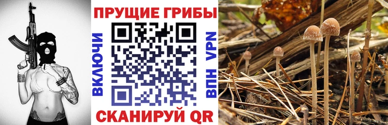 Галлюциногенные грибы мухоморы Стародуб
